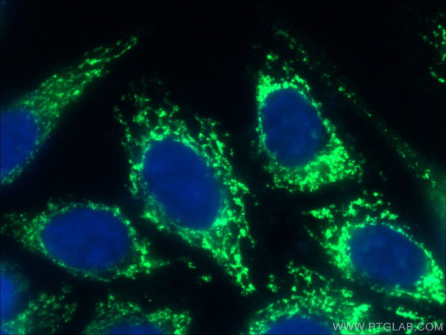 GSK3A Antibody in Immunocytochemistry (ICC/IF)