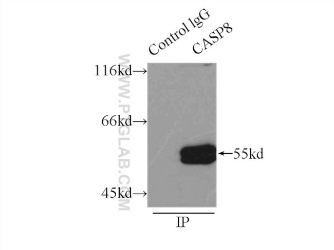 Caspase 8 Antibody in Immunoprecipitation (IP)