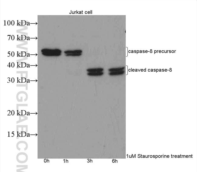 Caspase 8 Antibody in Western Blot (WB)