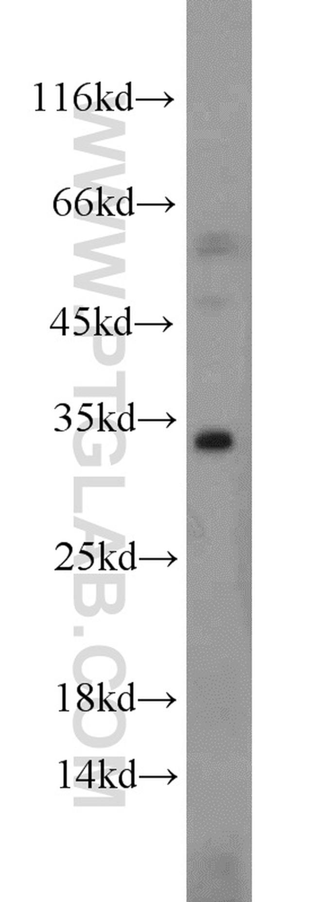 Caspase 8 Antibody in Western Blot (WB)