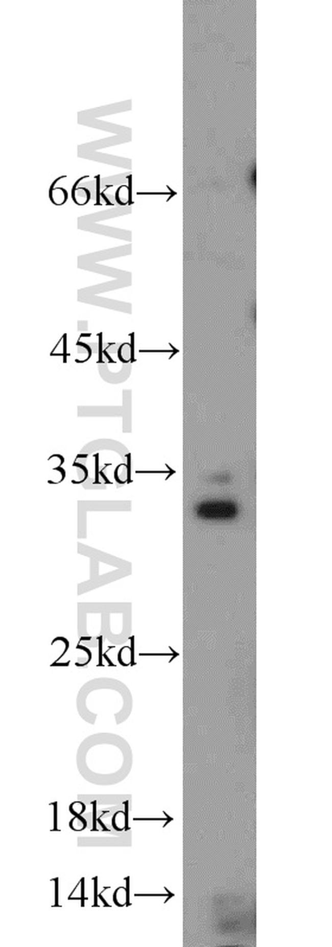 Caspase 8 Antibody in Western Blot (WB)