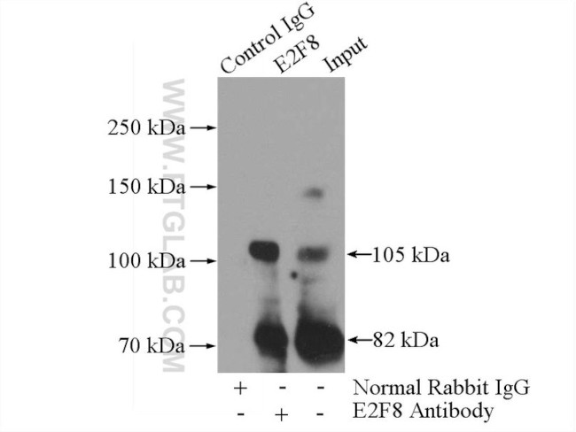 E2F8 Antibody in Immunoprecipitation (IP)