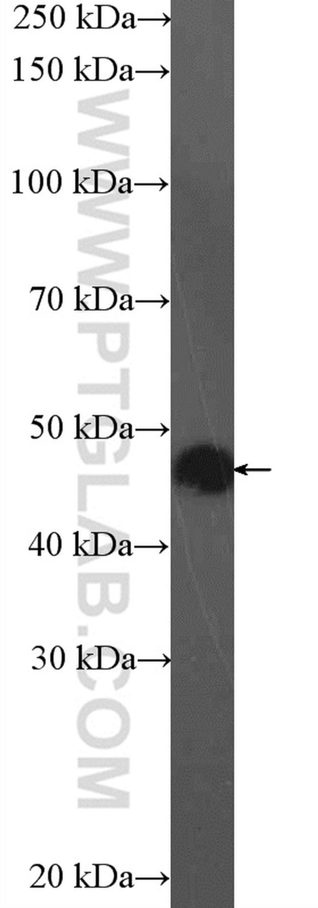 CNPase Antibody in Western Blot (WB)