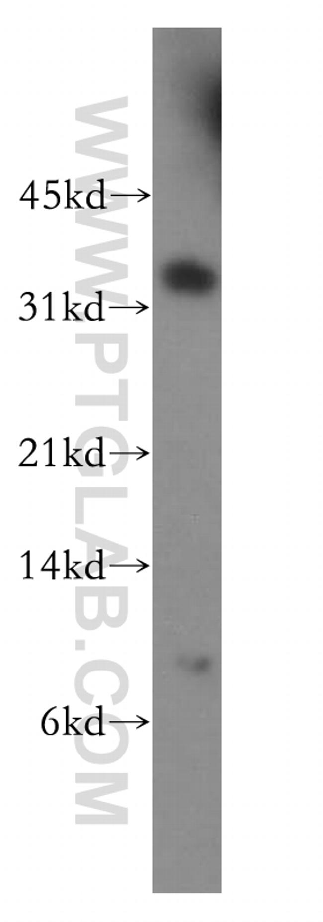 POLR2C Antibody in Western Blot (WB)