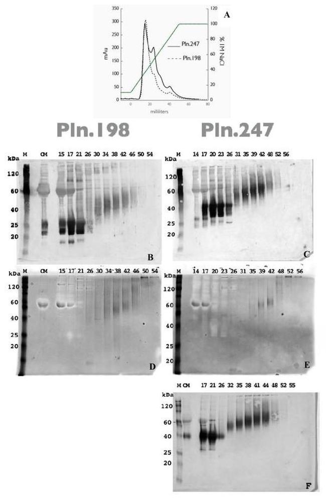 Perlecan Antibody in Western Blot (WB)