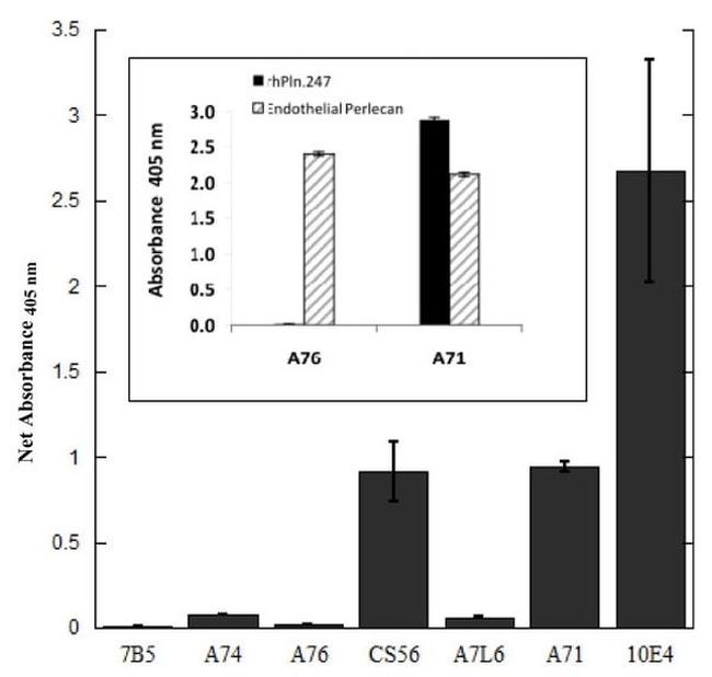 Perlecan Antibody in ELISA (ELISA)