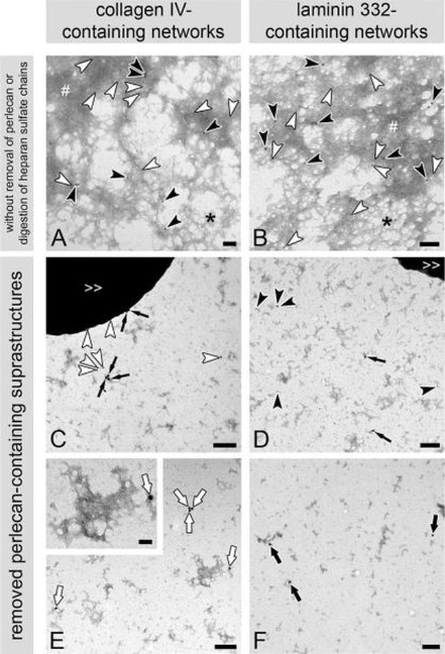 Perlecan Antibody in Immunomicroscopy (IM)