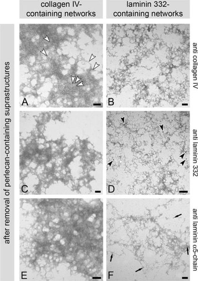 Perlecan Antibody in Immunomicroscopy (IM)