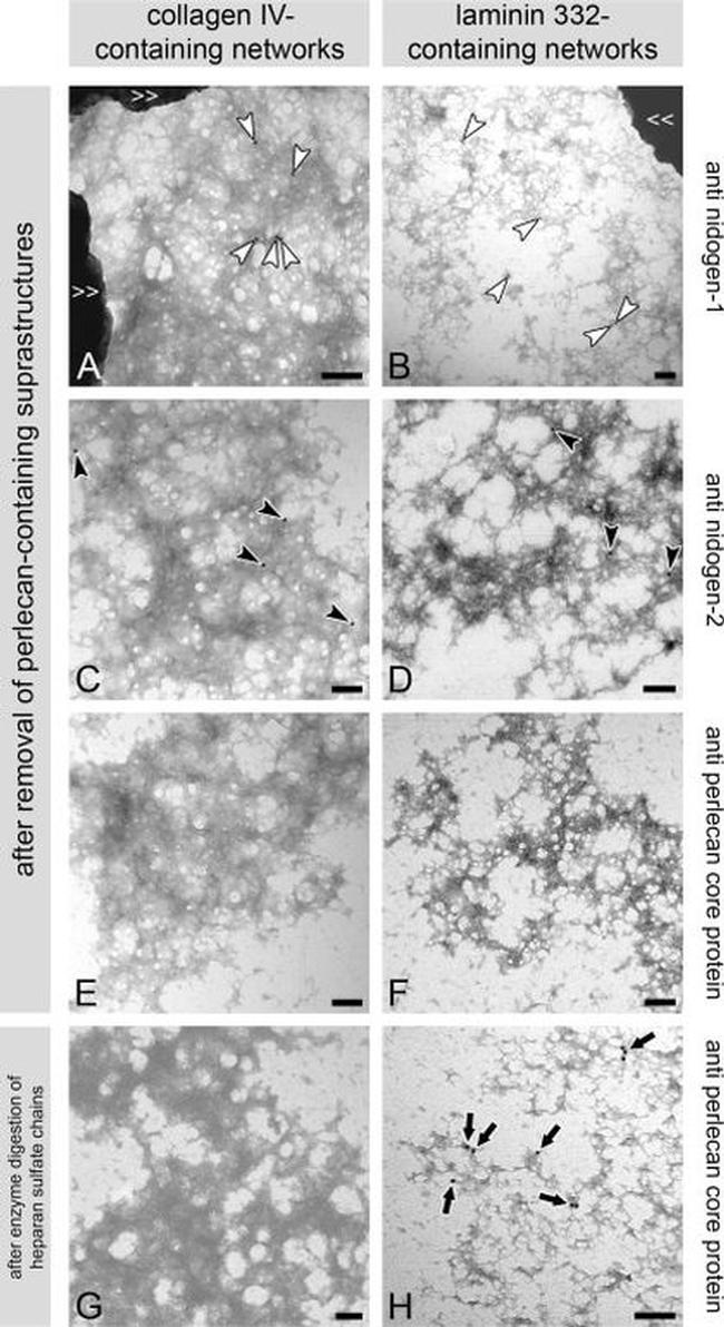 Perlecan Antibody in Immunomicroscopy (IM)