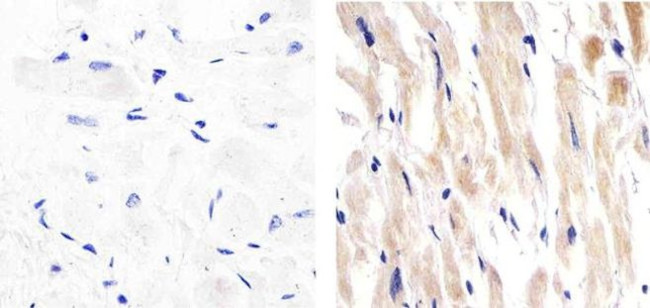 Perlecan Antibody in Immunohistochemistry (Paraffin) (IHC (P))