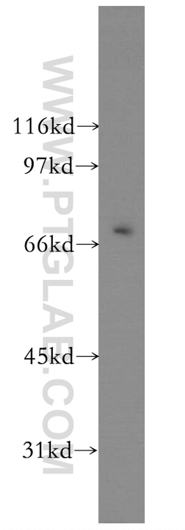 KCNS2 Antibody in Western Blot (WB)