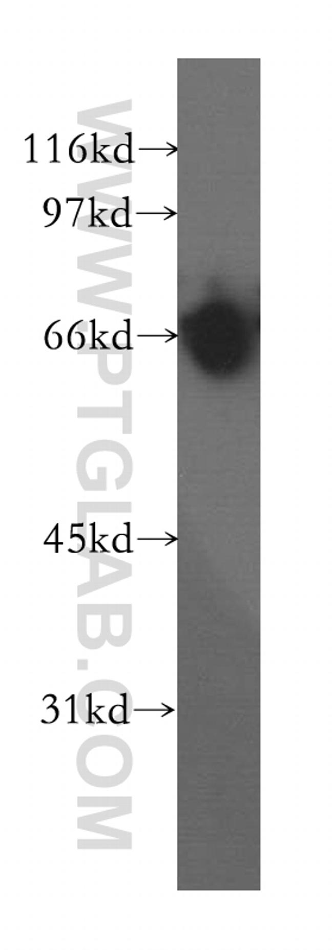 KCNS2 Antibody in Western Blot (WB)