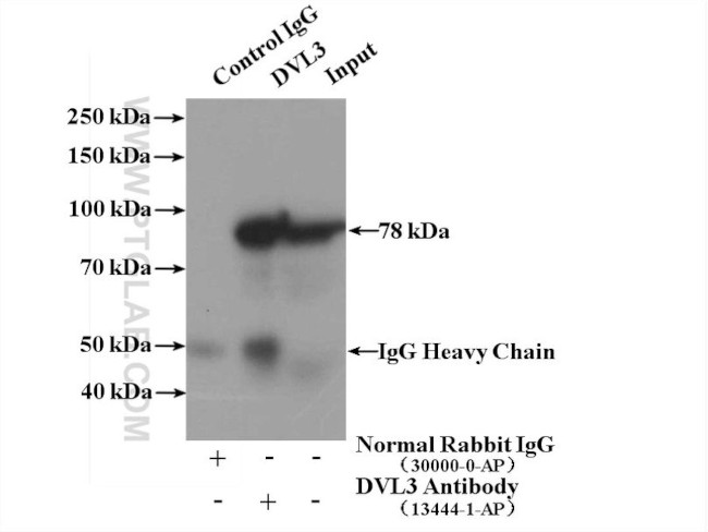 DVL3 Antibody in Immunoprecipitation (IP)