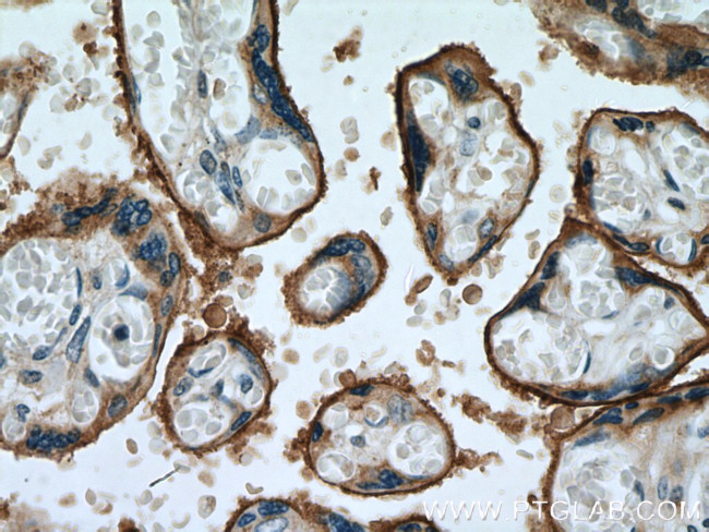 SIGLEC6 Antibody in Immunohistochemistry (Paraffin) (IHC (P))