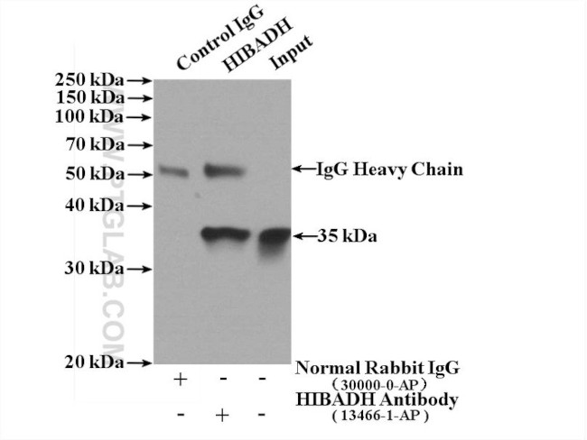 HIBADH Antibody in Immunoprecipitation (IP)