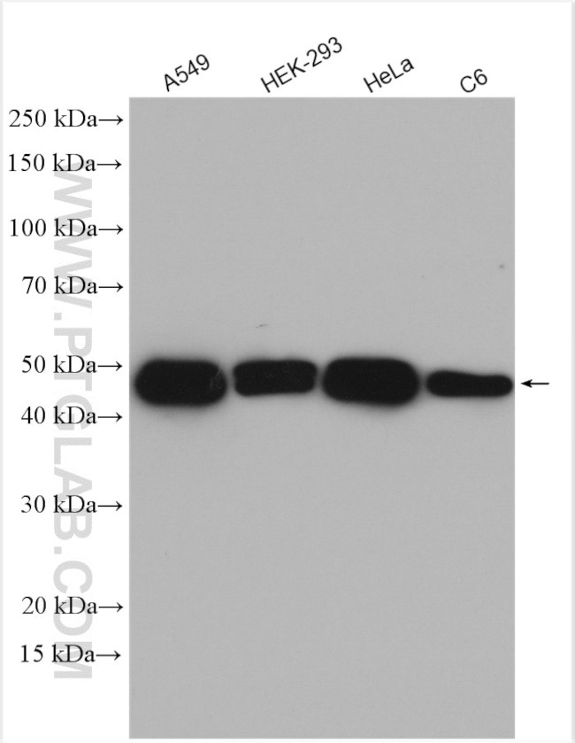 VASP Antibody in Western Blot (WB)