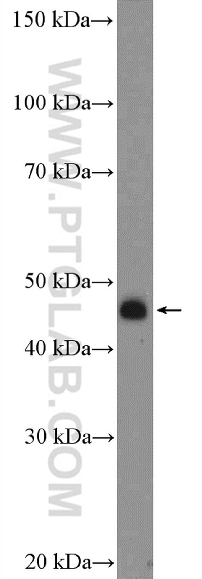 VASP Antibody in Western Blot (WB)