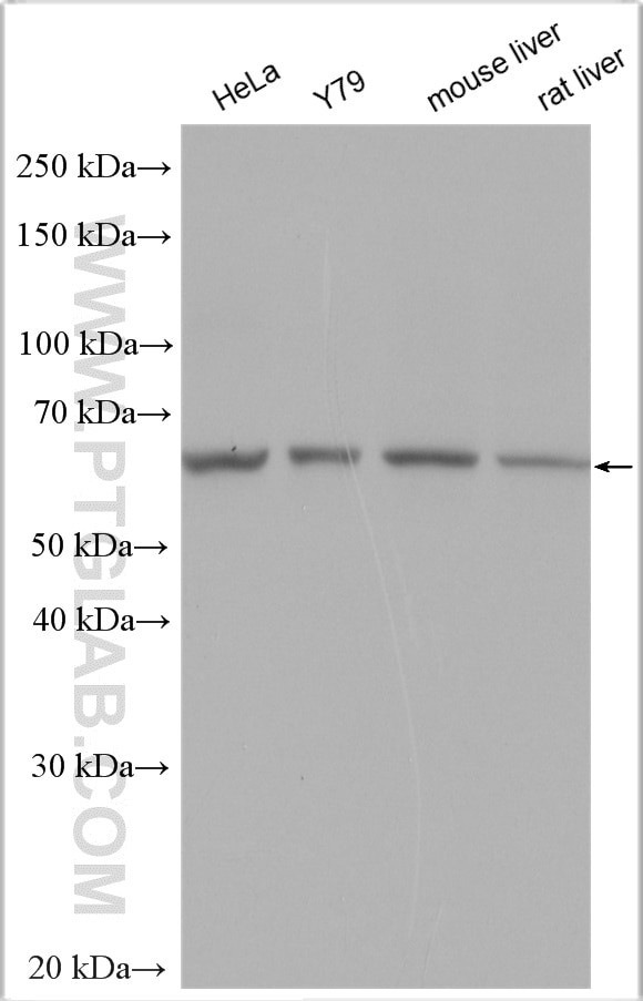 Cryptochrome 1 Antibody in Western Blot (WB)