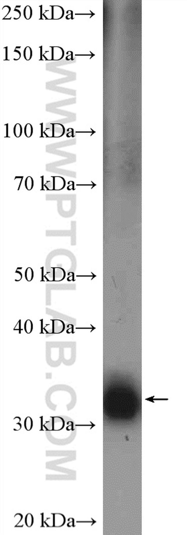 OTX2 Antibody in Western Blot (WB)