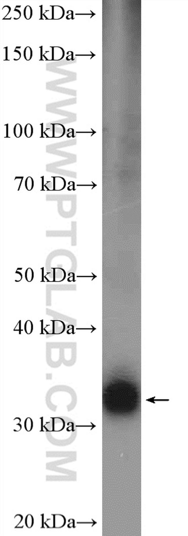 OTX2 Antibody in Western Blot (WB)