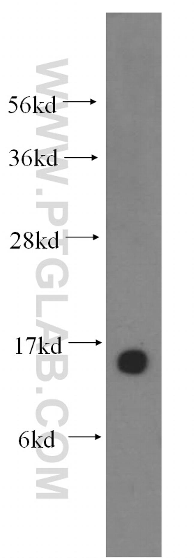 NGB Antibody in Western Blot (WB)