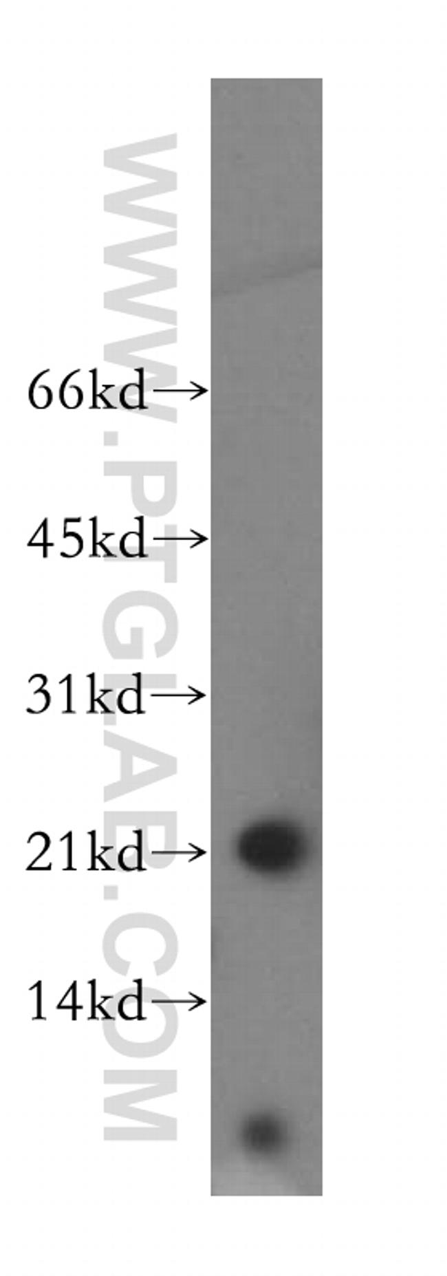 GPX7 Antibody in Western Blot (WB)