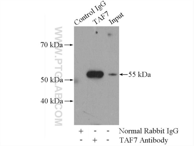 TAF7 Antibody in Immunoprecipitation (IP)