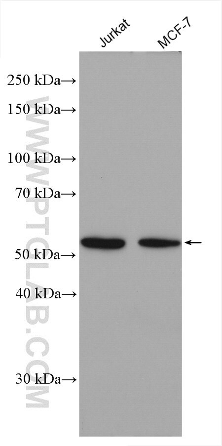 TAF7 Antibody in Western Blot (WB)