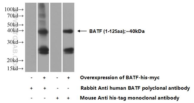 BATF Antibody in Western Blot (WB)