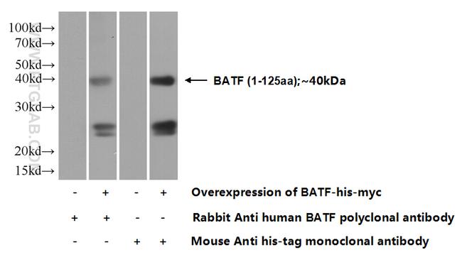 BATF Antibody in Western Blot (WB)