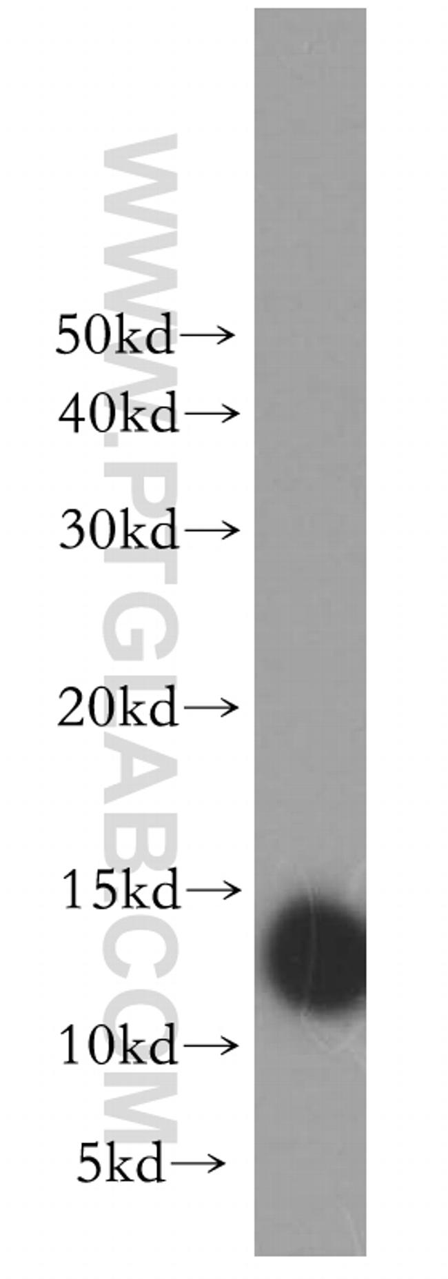 MTPN Antibody in Western Blot (WB)