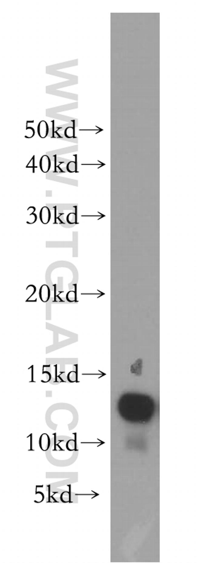 MTPN Antibody in Western Blot (WB)