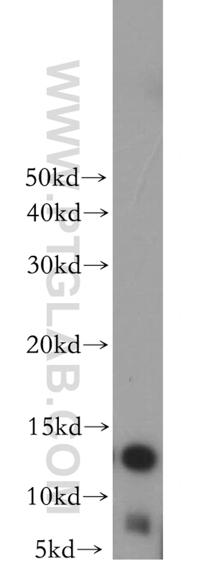 MTPN Antibody in Western Blot (WB)