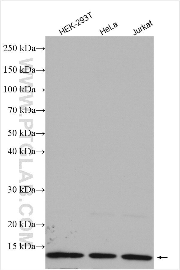 MTPN Antibody in Western Blot (WB)