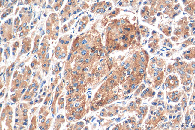 OXR1 Antibody in Immunohistochemistry (Paraffin) (IHC (P))