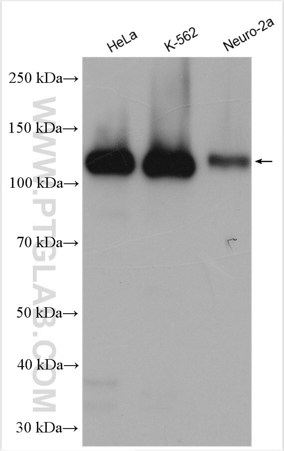 OXR1 Antibody in Western Blot (WB)