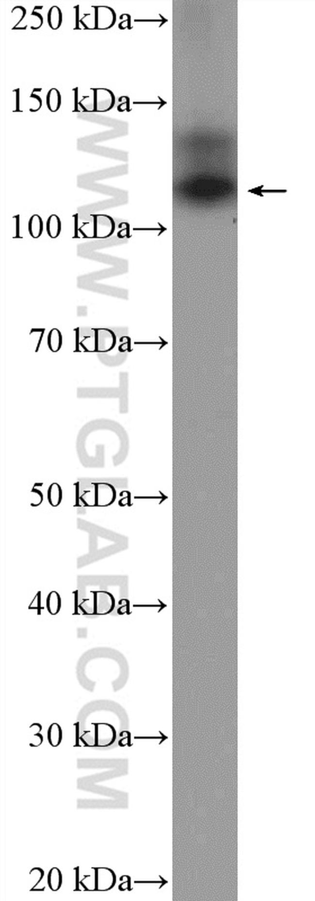 OXR1 Antibody in Western Blot (WB)