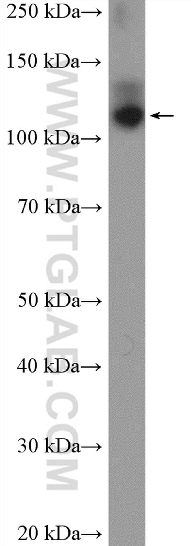 OXR1 Antibody in Western Blot (WB)