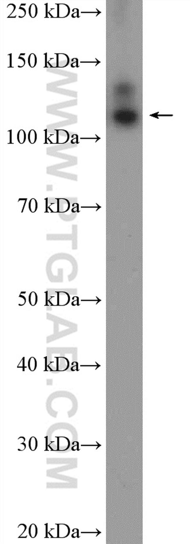 OXR1 Antibody in Western Blot (WB)