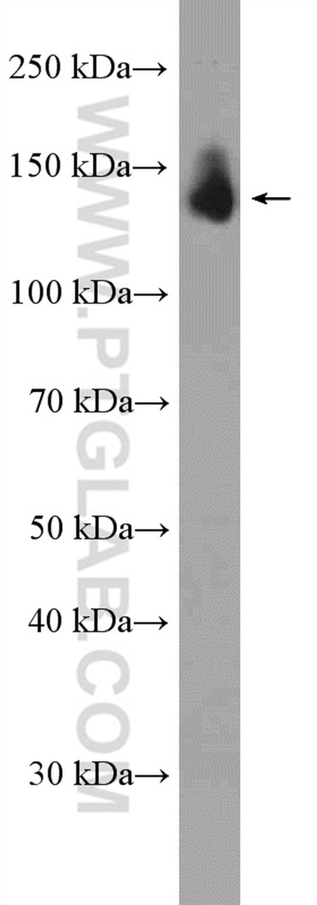 OXR1 Antibody in Western Blot (WB)