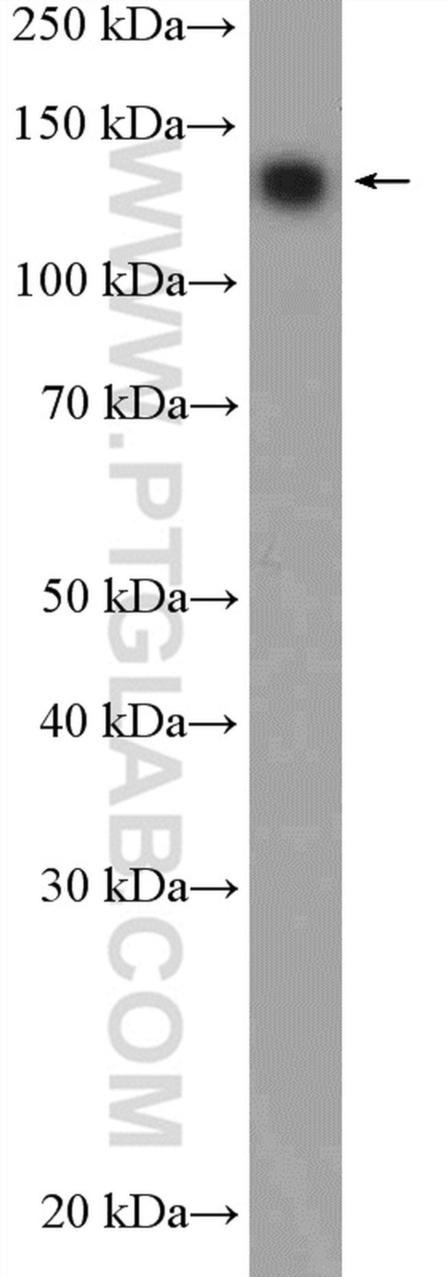 OXR1 Antibody in Western Blot (WB)