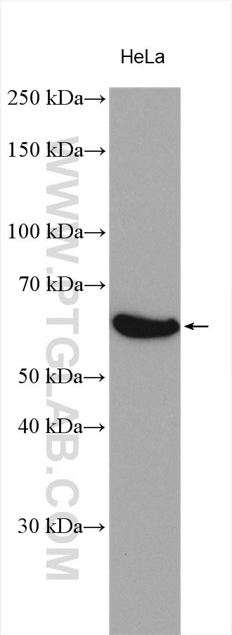 MARVELD2 Antibody in Western Blot (WB)