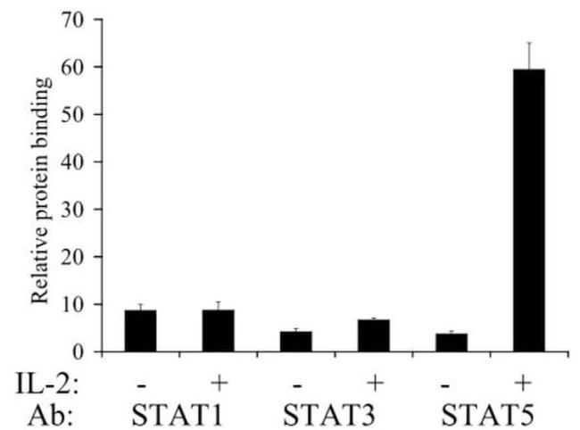 STAT5 beta Antibody in ChIP Assay (ChIP)