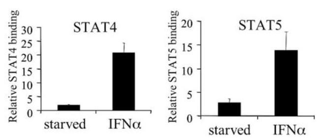 STAT5 beta Antibody in ChIP Assay (ChIP)