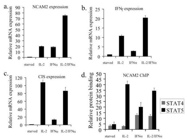 STAT5 beta Antibody in ChIP Assay (ChIP)