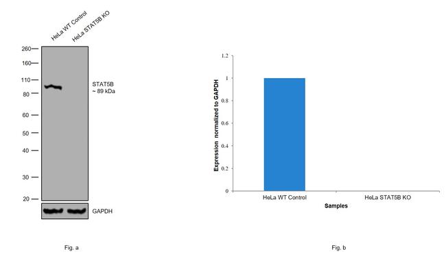 STAT5 beta Antibody in Western Blot (WB)