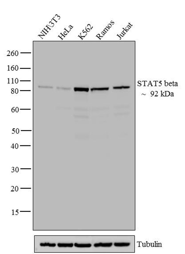 STAT5 beta Antibody in Western Blot (WB)