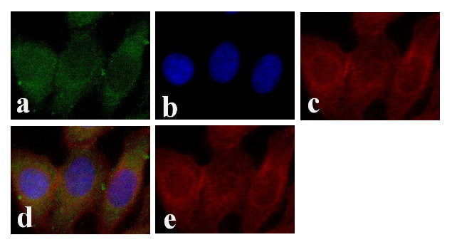 STAT5 beta Antibody in Immunocytochemistry (ICC/IF)