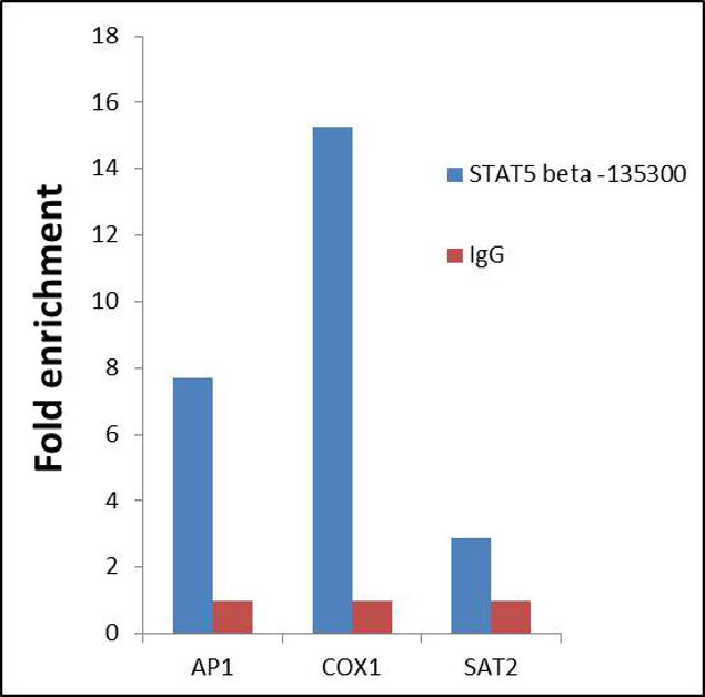 STAT5 beta Antibody in ChIP Assay (ChIP)