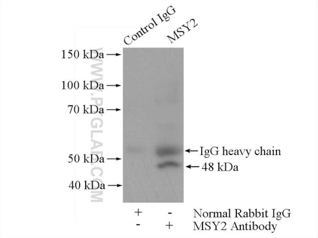 MSY2 Antibody in Immunoprecipitation (IP)